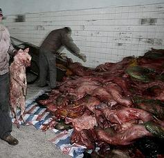 Un negocio  en Haina  vendía  chimi con carne de perros.