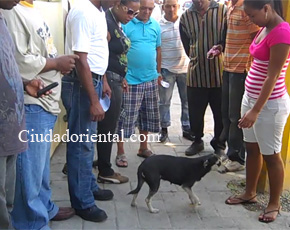 Hombre violaba perras realengas en Los Mina lo atrapan en el acto