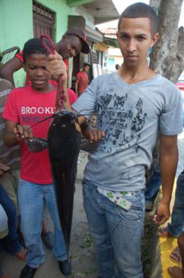 Joven pescador  captura Pez Gato de 12 libras en rió Isabela